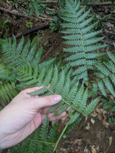 hāpu‘u meu (Cibotium chamissoi)