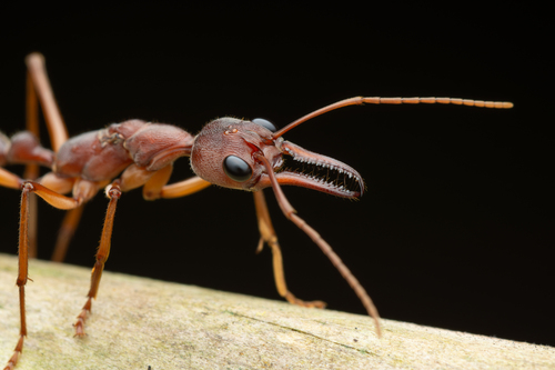 Myrmecia mjobergi (Myrmecia mjobergi)