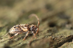 Pogonocherus hispidus