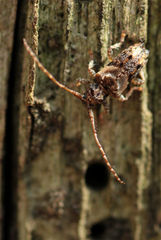 Pogonocherus hispidus
