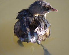 Podilymbus podiceps