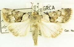 Sympistis homogena