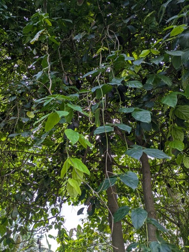 Mucuna gigantea observed 2026-01-07