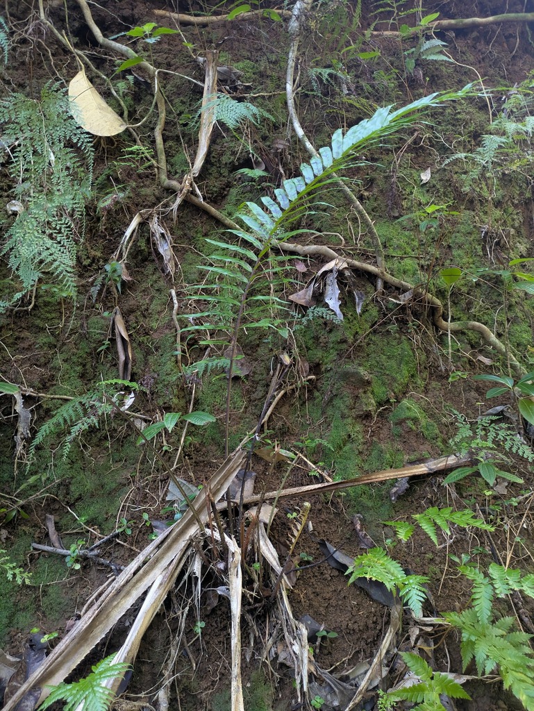 Ráng lá dừa thường – Blechnopsis orientalis
