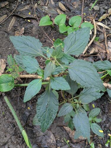 Adenostemma viscosum observed 2026-01-07