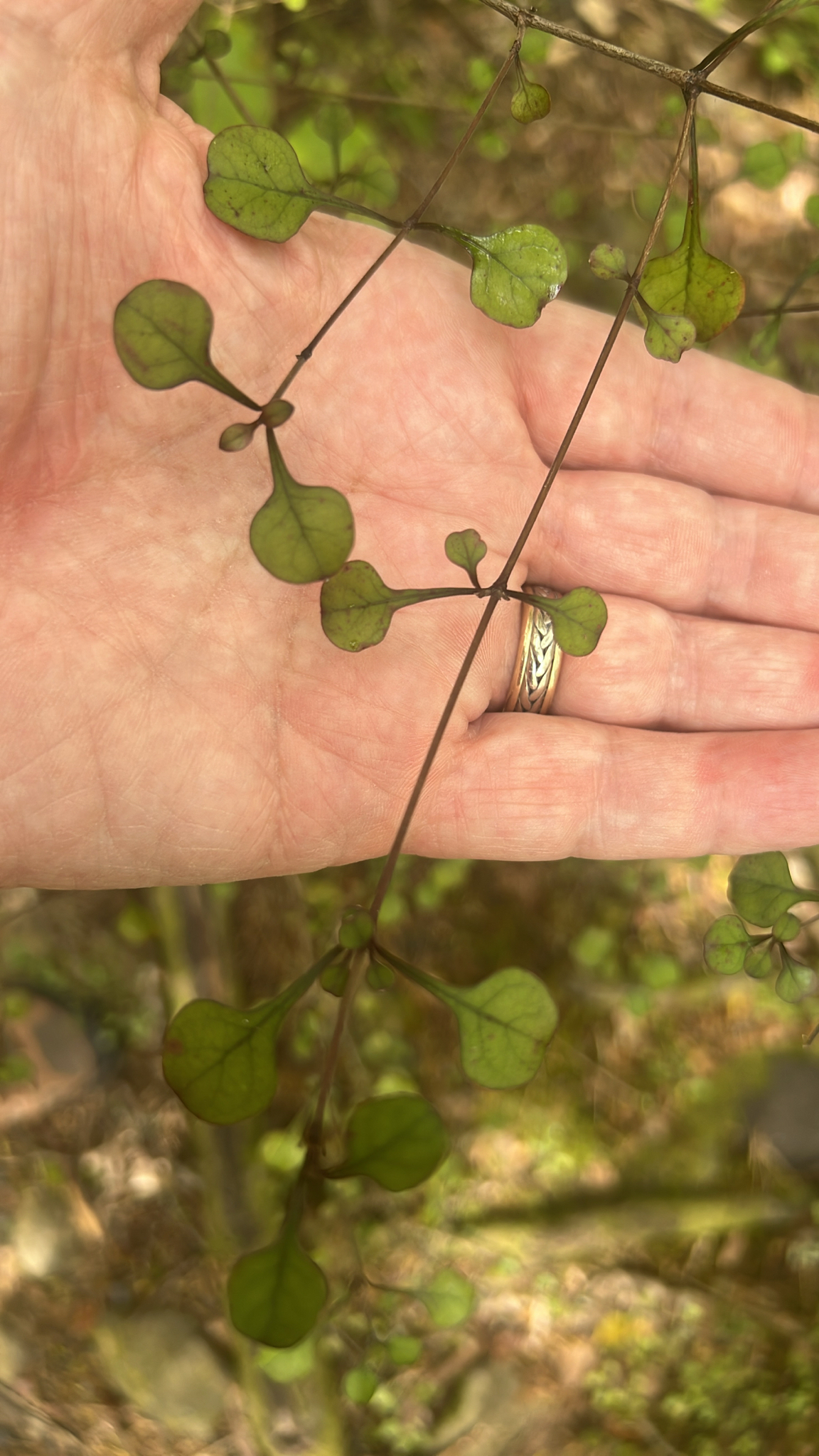 Māmāngi (Coprosma arborea)