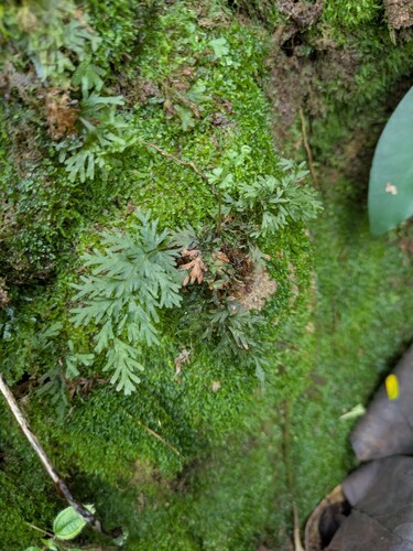 Callistopteris baldwinii observed 2026-01-07