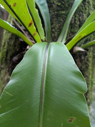 Asplenium musifolium, photograph 4