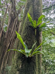 (c) Kevin Faccenda, some rights reserved (CC BY) Asplenium musifolium, photograph (c) Kevin Faccenda, some rights reserved (CC BY)