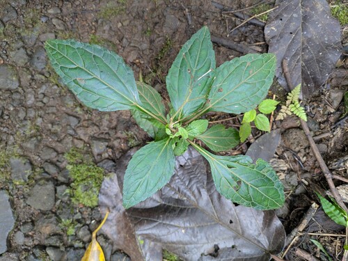 Adenostemma viscosum observed 2026-01-07