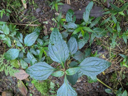 Common Medicineplant (Adenostemma viscosum)