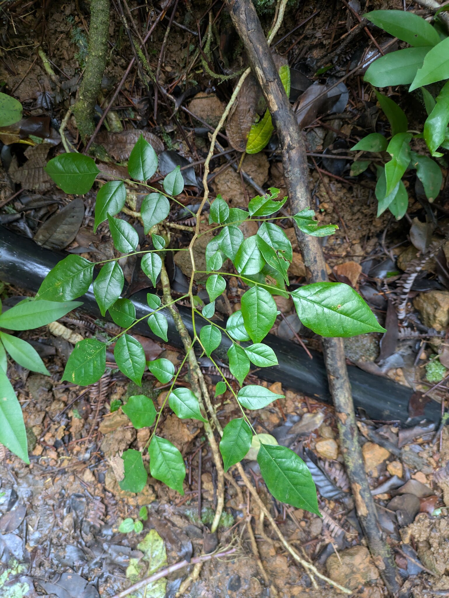 Amboyna Wood (Pterocarpus indicus)