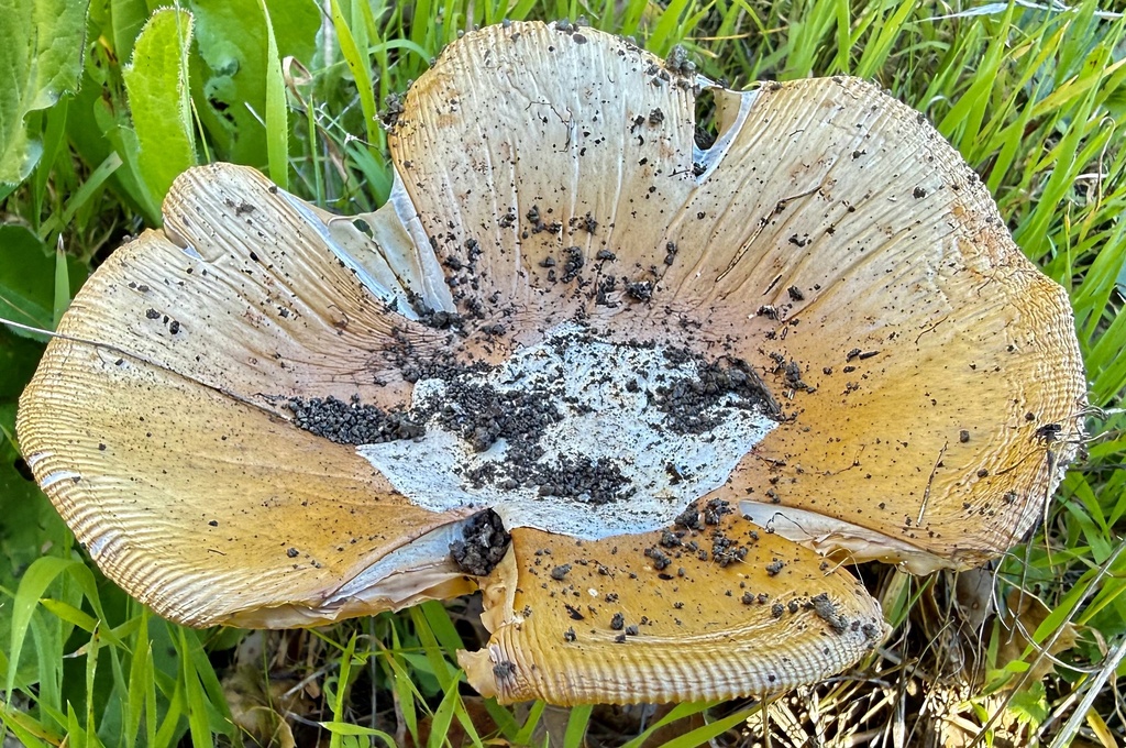 Amanita velosa · February 2026 · photo: © hllrnnr (iNaturalist, cc0)