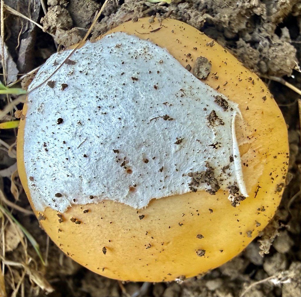 Amanita velosa · February 2026 · photo: © hllrnnr (iNaturalist, cc0)