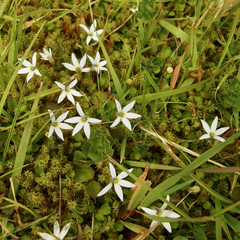 Lobelia perpusilla