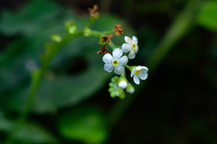 Trigonotis formosana elevatovenosa