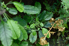 Trigonotis formosana elevatovenosa