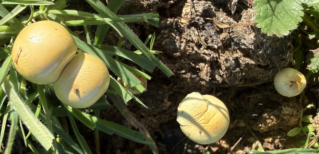 Protostropharia semiglobata · February 2026 · photo: © hllrnnr (iNaturalist, cc0)