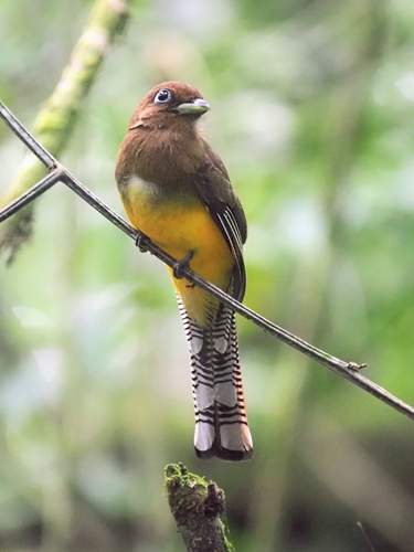 Amazonian Black-throated Trogon (Trogon rufus), photo 8