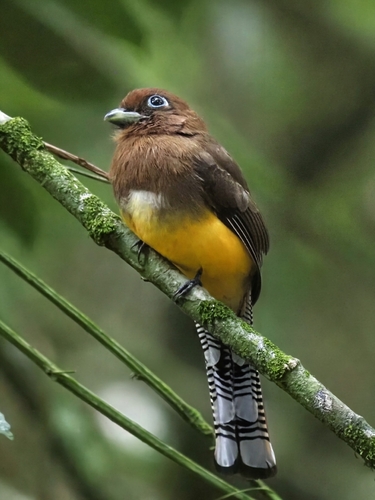 Amazonian Black-throated Trogon (Trogon rufus), photo 9