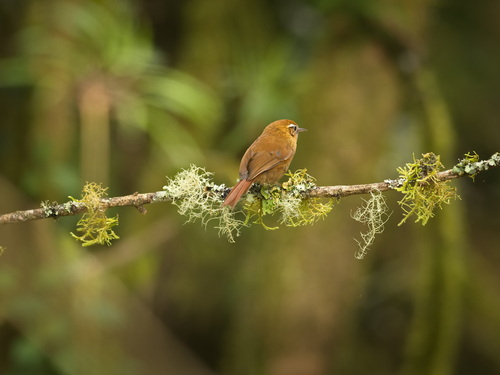 White-browed Spinetail (Hellmayrea gularis), photo 1
