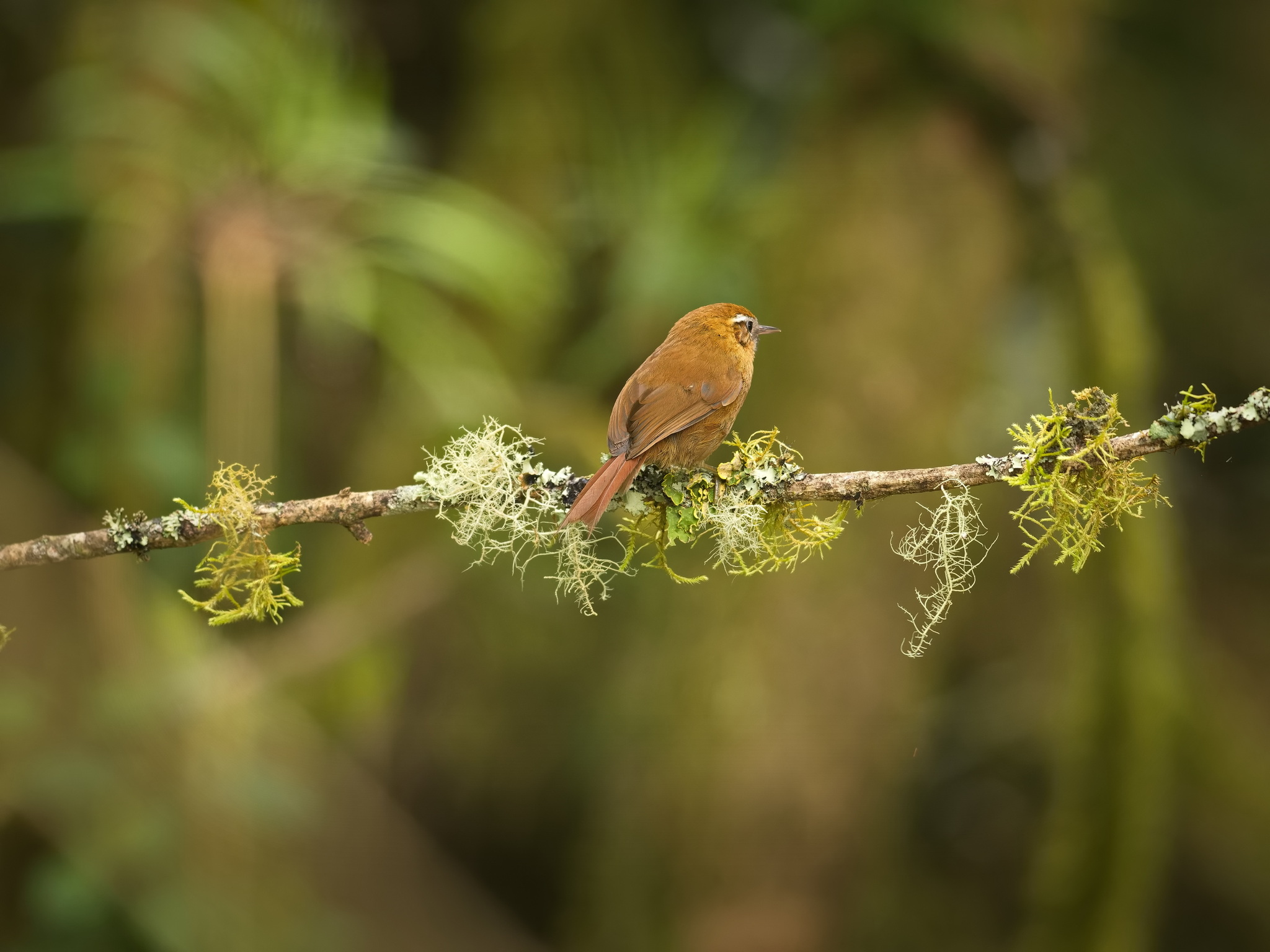 White-browed Spinetail (Hellmayrea gularis), photo 1