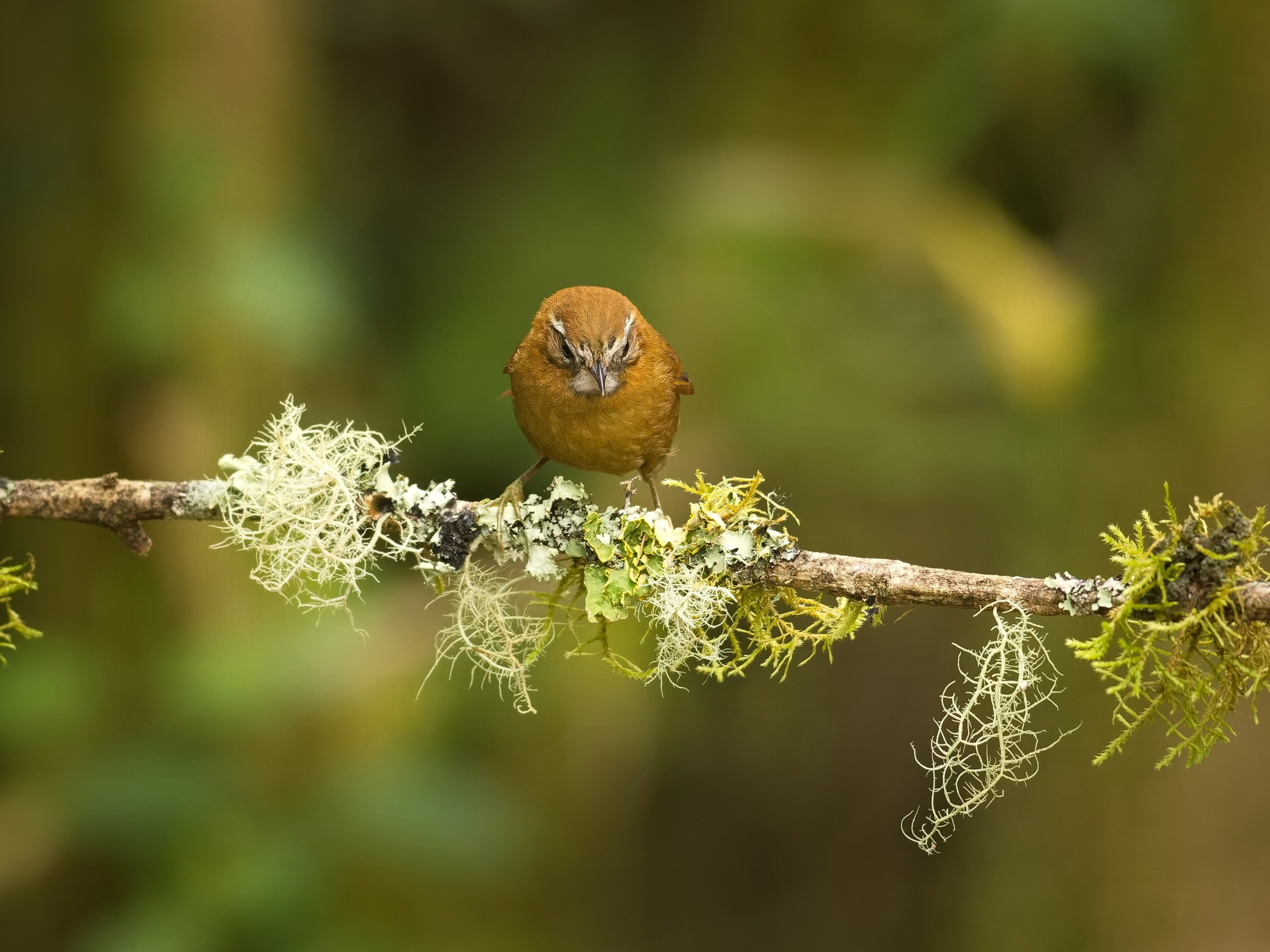 White-browed Spinetail (Hellmayrea gularis), photo 2