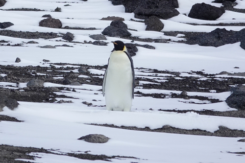 Emperor Penguin