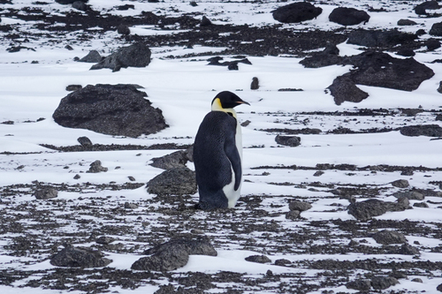 Emperor Penguin