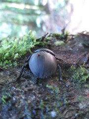 Apterodorcus bacchus