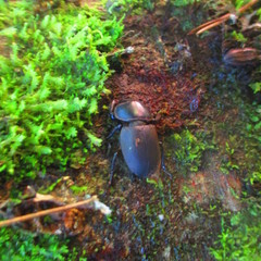 Apterodorcus bacchus