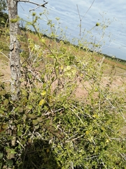 Commicarpus scandens