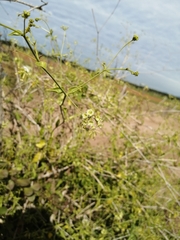 Commicarpus scandens