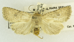 Eriopygini
