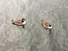 Branta canadensis