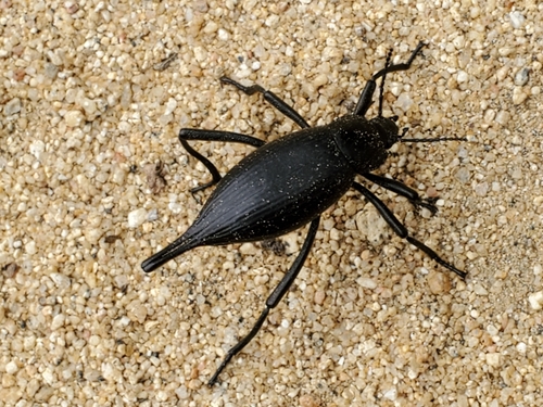 Eleodes eschscholtzii