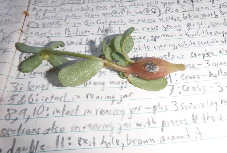 Neolasioptera portulacae