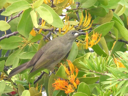 White-gaped Honeyeater (Stomiopera unicolor), photo 1
