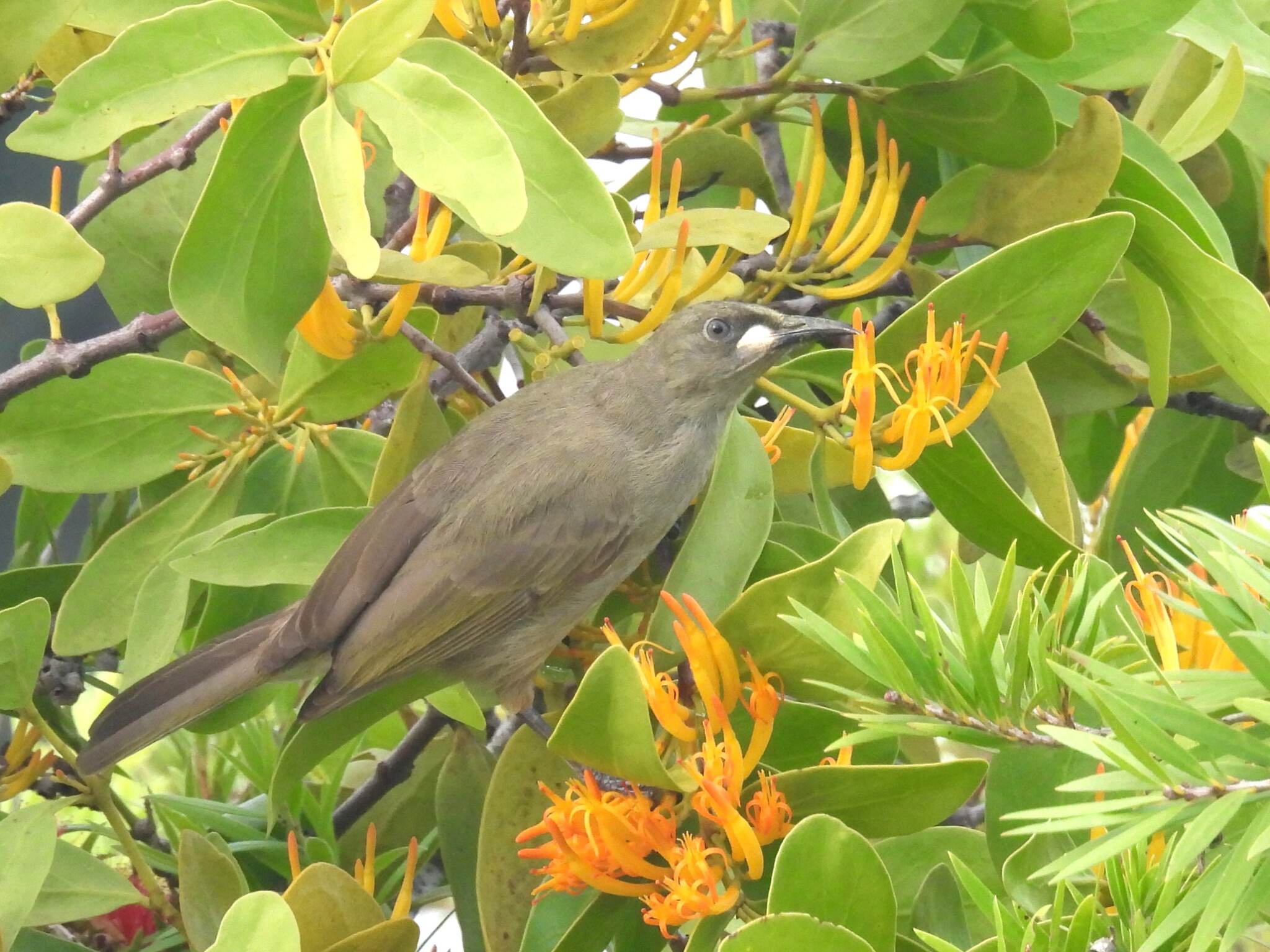 White-gaped Honeyeater (Stomiopera unicolor), photo 1
