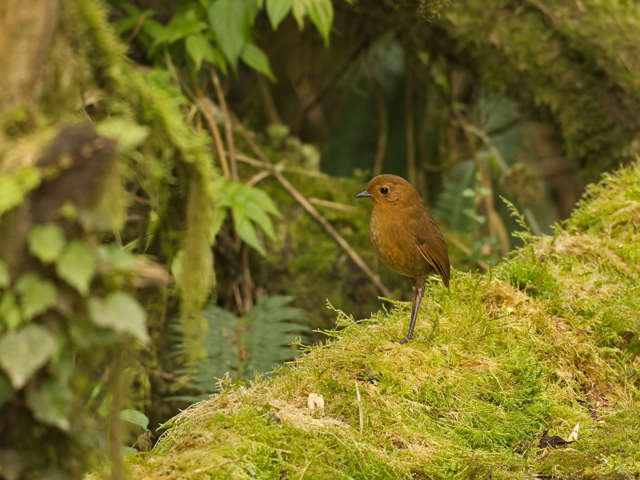 Equatorial Antpitta (Grallaria saturata), photo 1