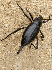Eleodes eschscholtzii