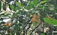 Psychotria grandis