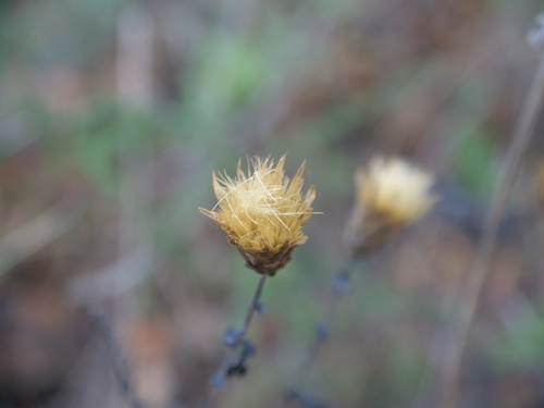 Honeywort-leaved Saw-wort (Klasea cerinthifolia)