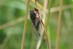 Gelidea torrida