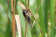 Gelidea torrida