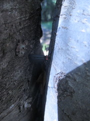 Pyractonema