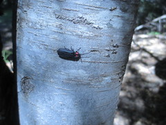 Pyractonema