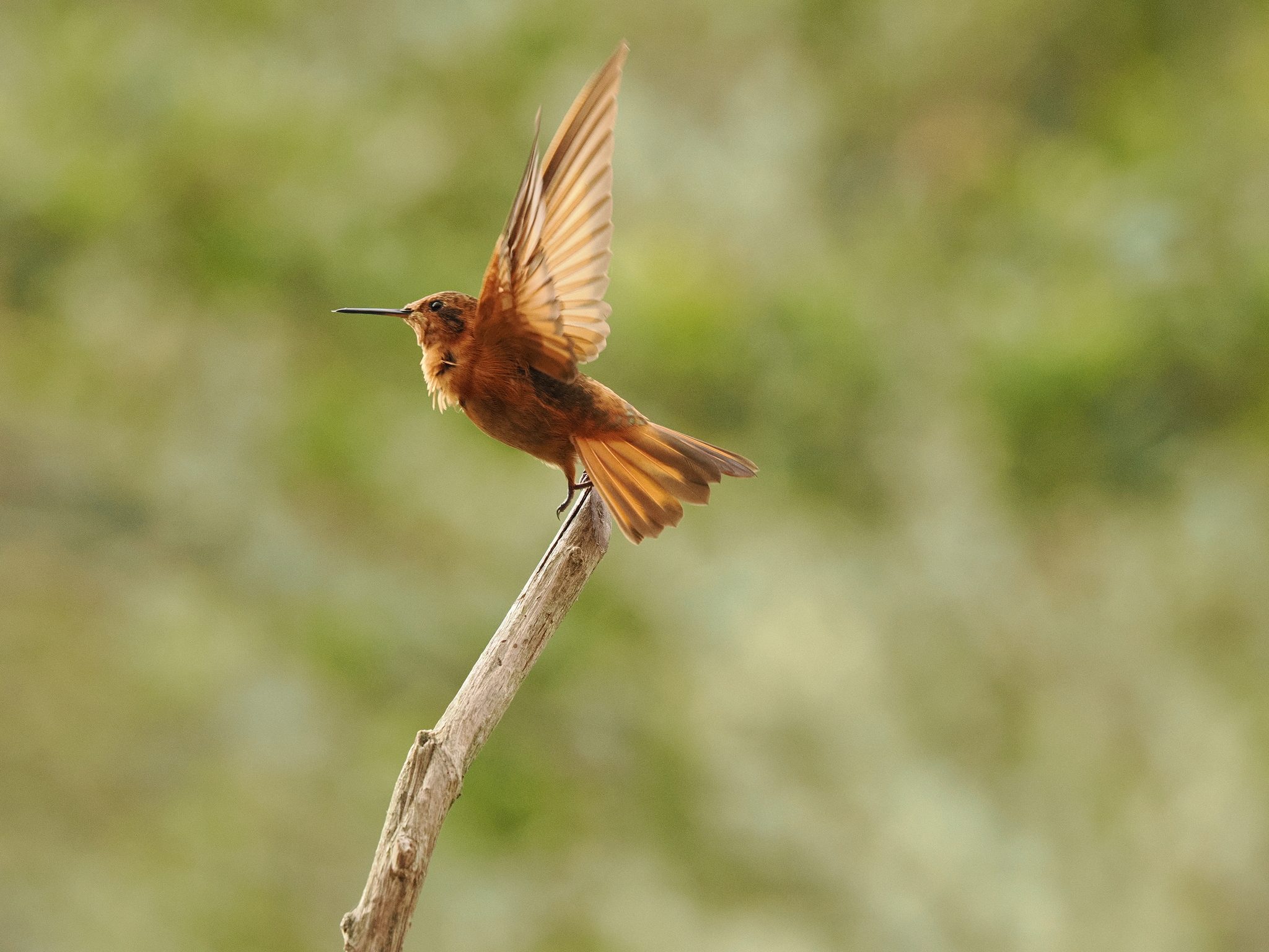 Shining Sunbeam (Aglaeactis cupripennis), photo 6