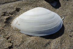 Mya arenaria