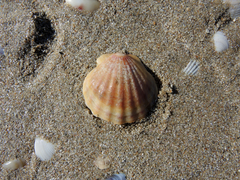 Flexopecten glaber ponticus